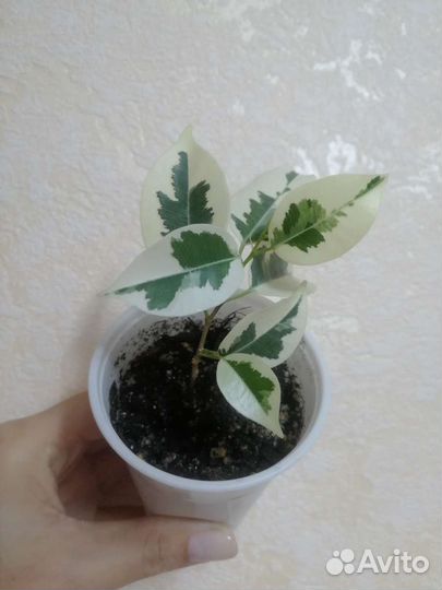 Фикус пестролистный