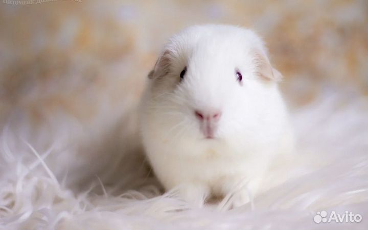 Отдам в добрые руки морскую свинку