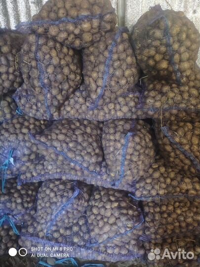 Картофель на корм скоту