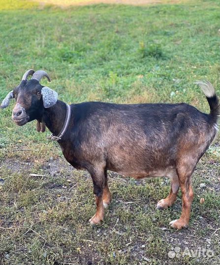 Продается коза