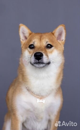 Собаки для фотосессии (Сиба Ину)