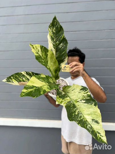 Антуриум Ренисанс минт вар