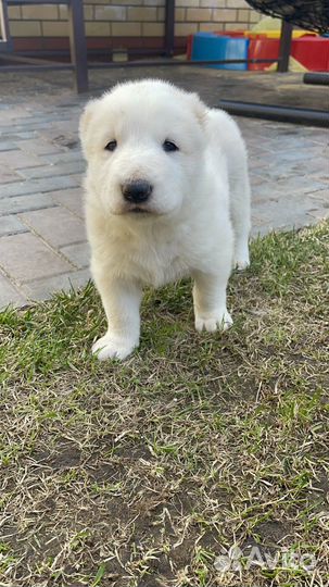 Щенки сао алабай