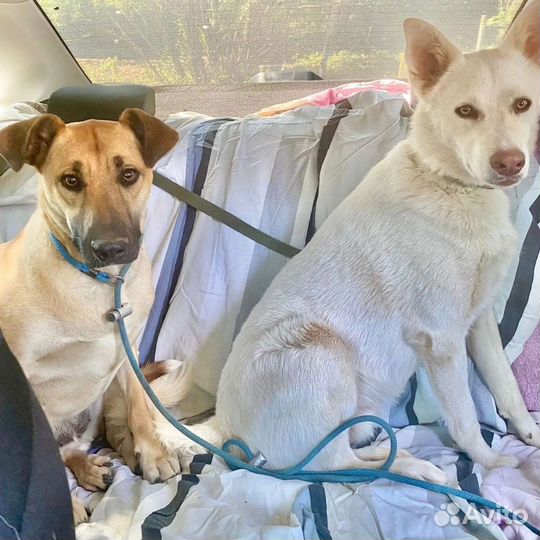 Собака в добрые руки