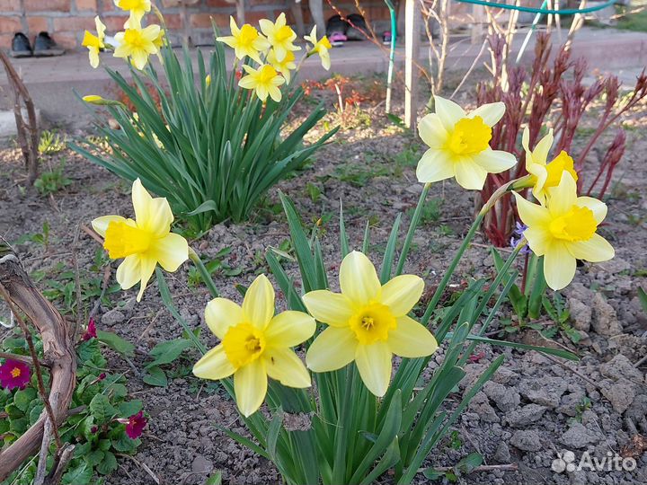 Букет нарциссов или луковица