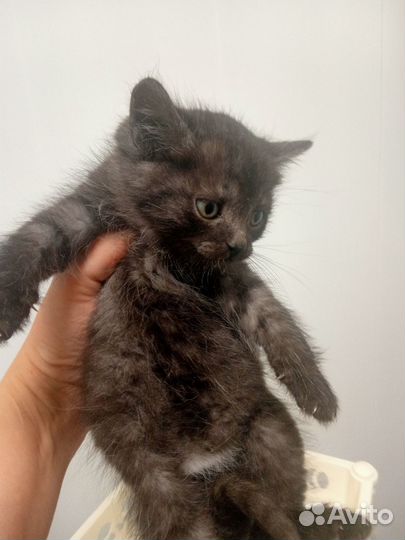 Кошка в дар