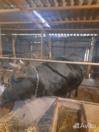 Бычки телки