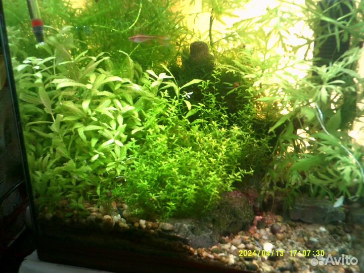 Готовый аквариум с рыбками