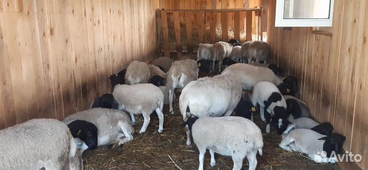 Овцы дорпер