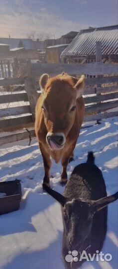 Джерсейская телка