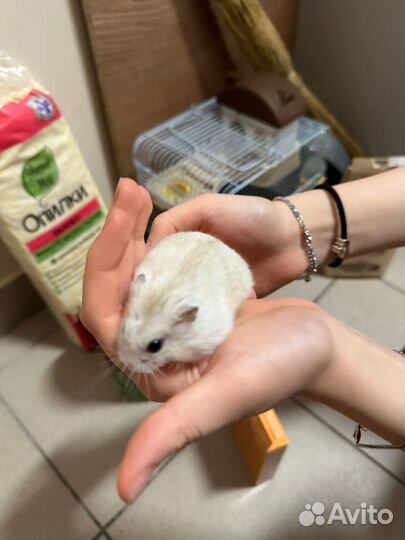 Отдам хомяка с клеткой