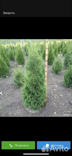 Голубые ели,Туи,Глобоза