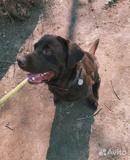 Дрессировка собак с кинологом, групповые занятия