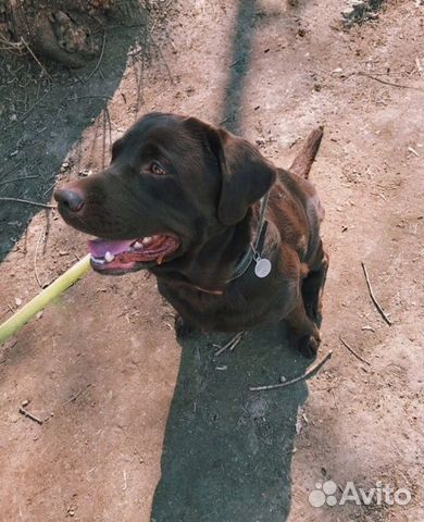 Дрессировка собак с кинологом, групповые занятия