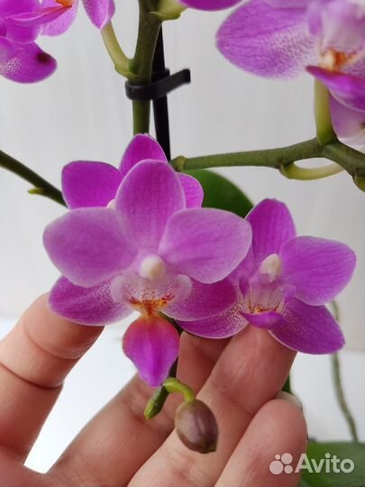 Орхидея ароматные: Ред Лион, Pink Flamingo, Монако