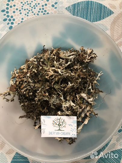 Исландский мох цетрария