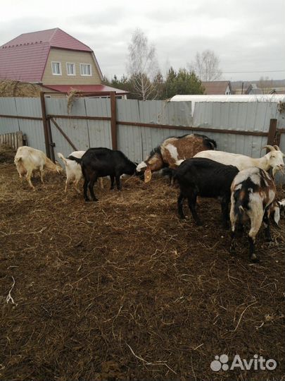 Козы дойные, козлята