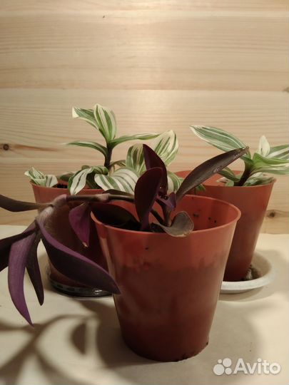 Традесканция