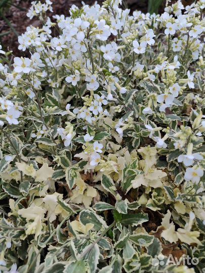 Растения для альпийской горки