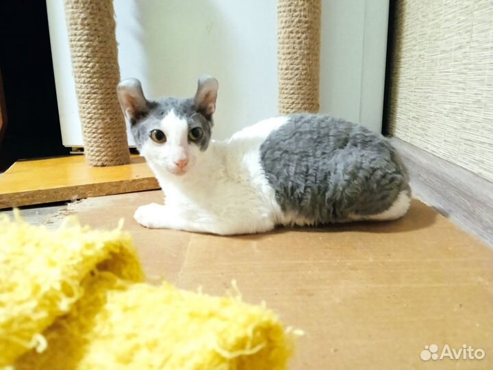 Бриллиантовый эльф