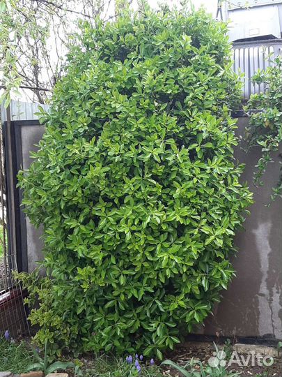 Садовые цветы и кустарники