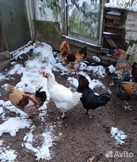 Куры петухи