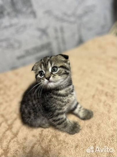 Шотландские вислоухие котята