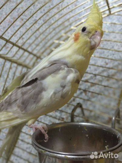 Попугай корелла девочка 3 месяца