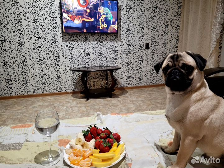 Мопс вязка мальчик