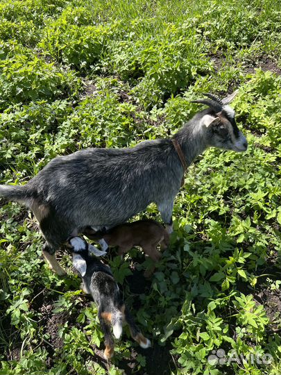 Нигерийские козы