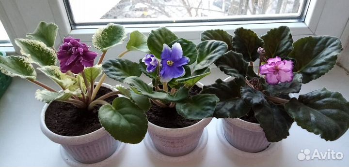 Комнатные цветы фиалки