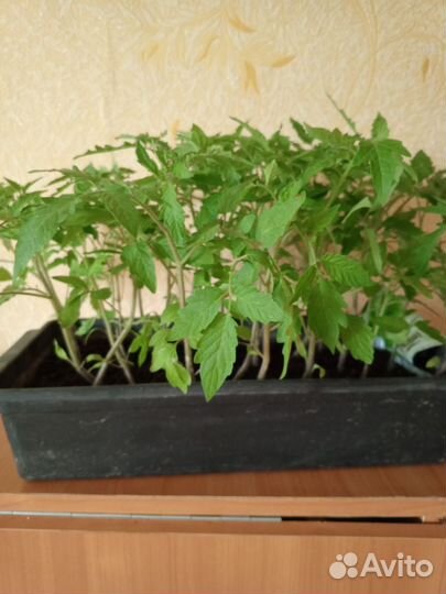 Рассада помидор