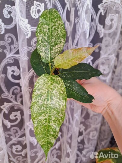 Фикус Нью клон