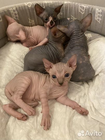 Канадский сфинкс котенок