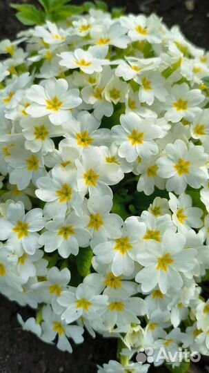 Примула белая