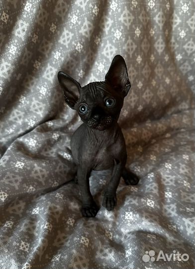 Канадский сфинкс