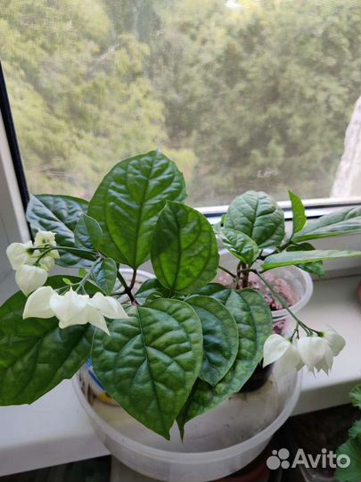 Клеродендрум Томпсон