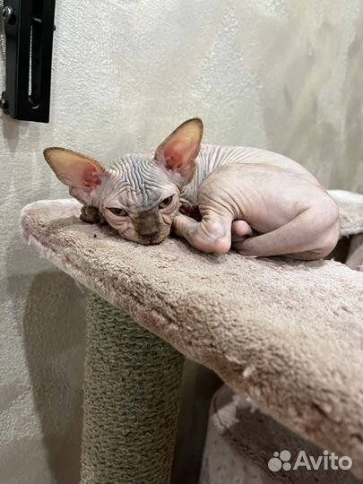 Канадский сфинкс котенок