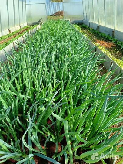 Лук зеленый