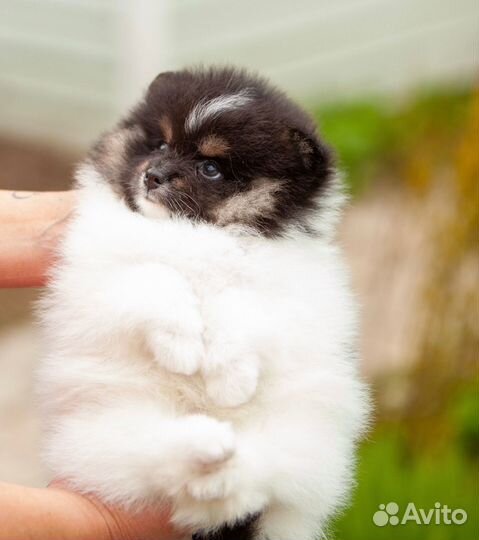 Щенок Померанский шпиц