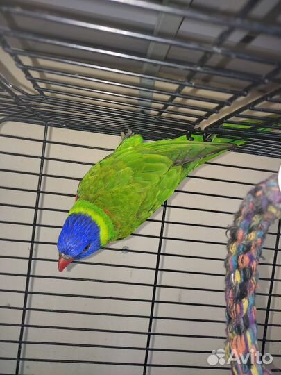 Лорикет самец