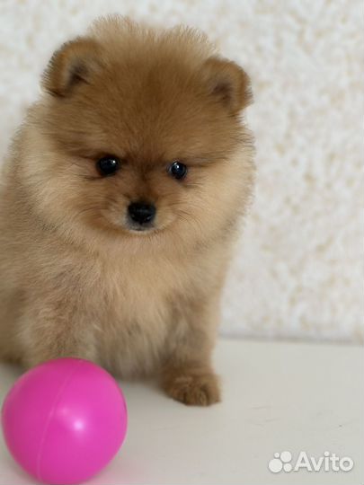 Померанский шпиц тип мишка мини
