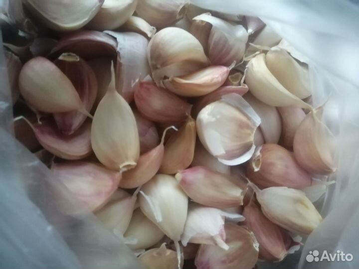 Чеснок дольками на посадку