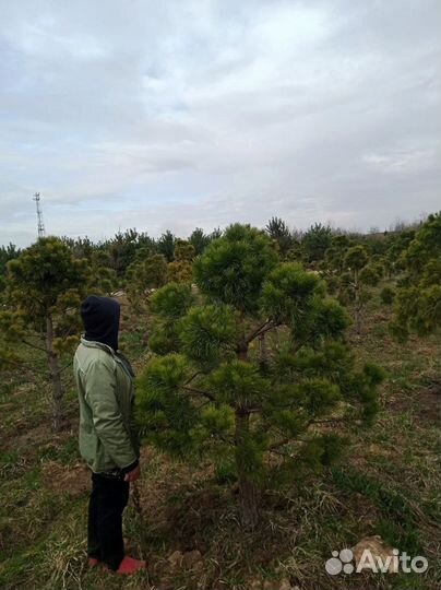 Купить бонсай