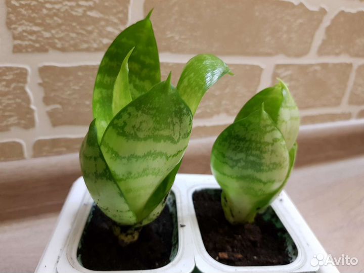 Сансевиерия Щучий хвост Тещин язык