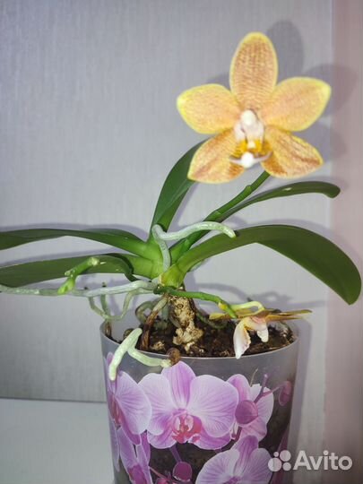 Орхидея мультифлора мини