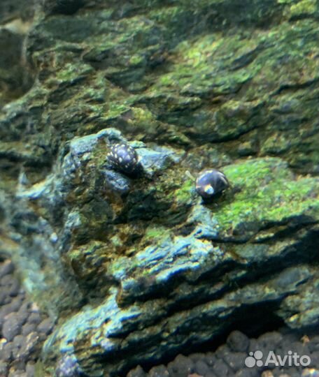 Улитка хелена, теодоксус