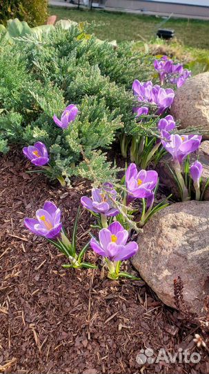 Кора сосны мульча