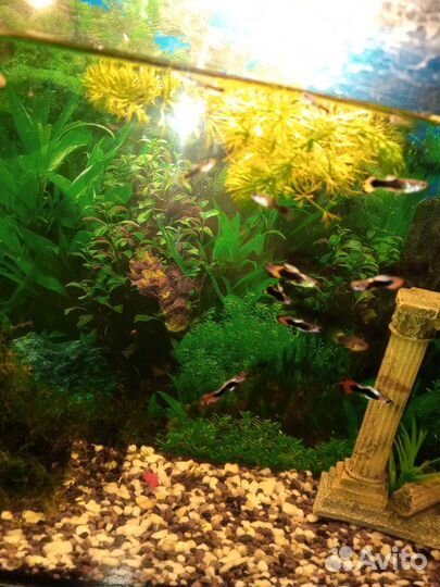 Рыбки гуппи