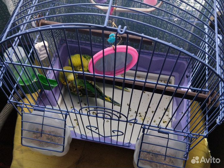 Волнистый попугай